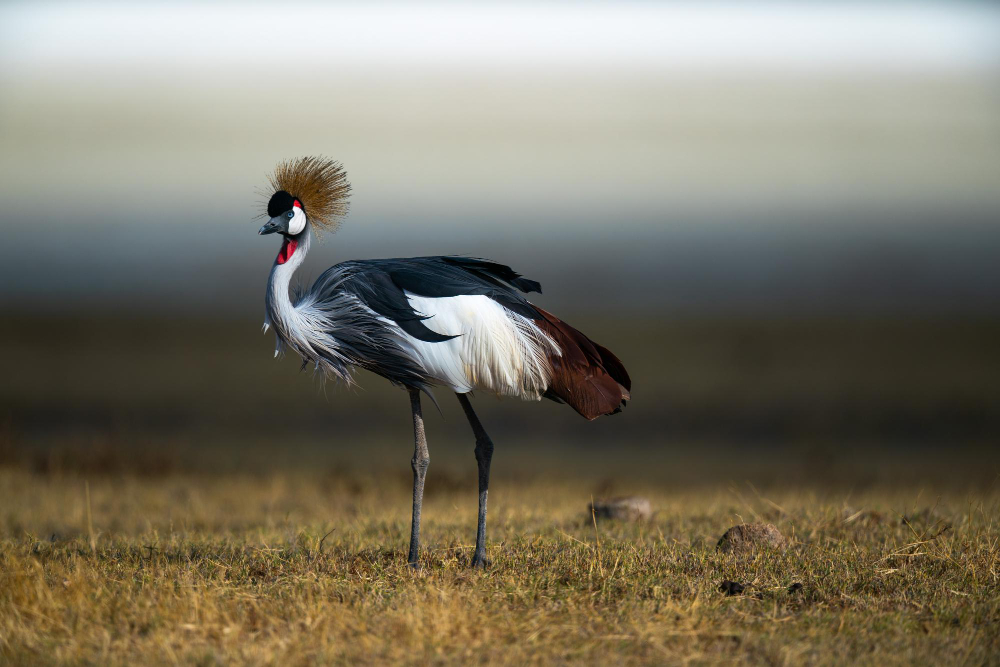 grey-crowned-crane-also-known-as-african-crowned-crane