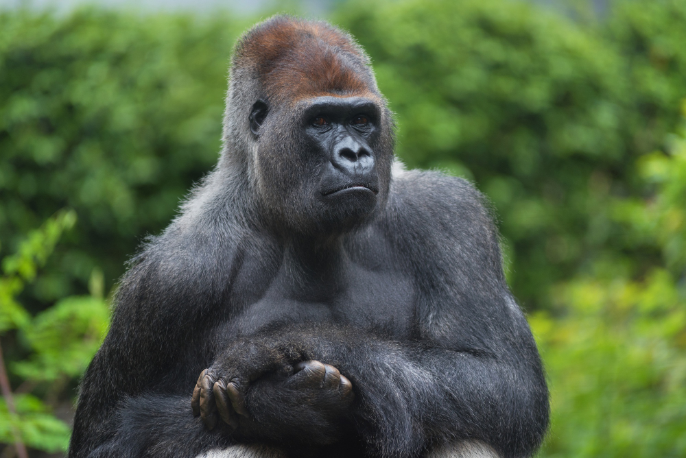 portrait-west-lowland-silverback-gorilla