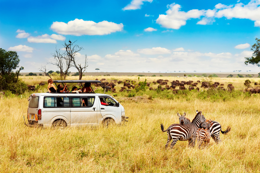 zebra-couple-with-safari-car-african-savannah